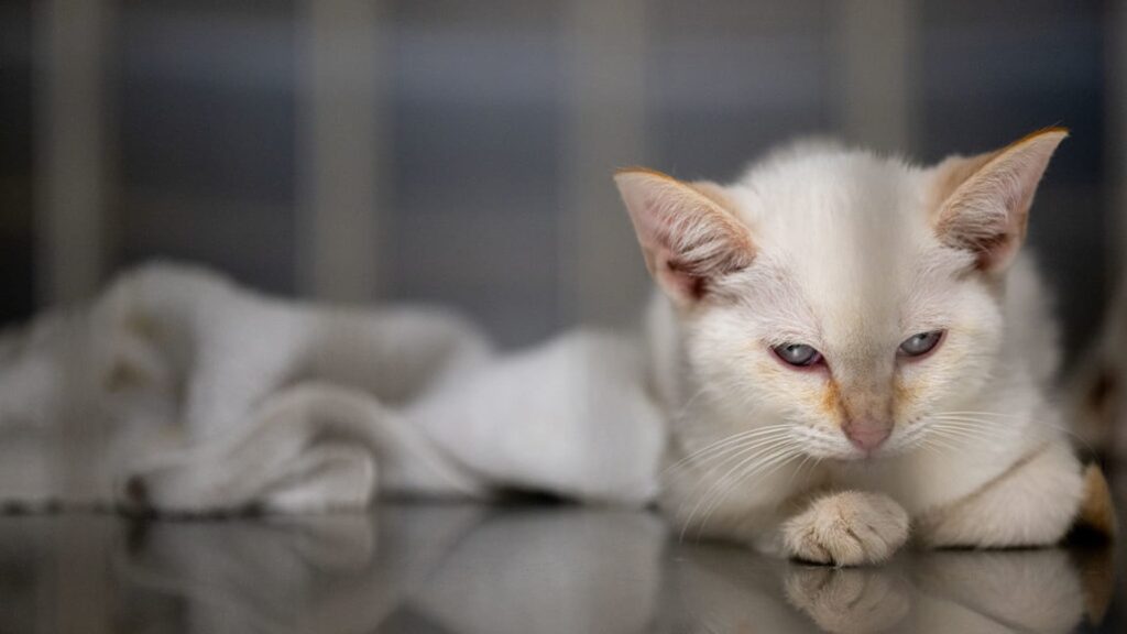 Cat ownership and food sales rise while dog demand falls Cat ownership and food sales rise while dog demand falls